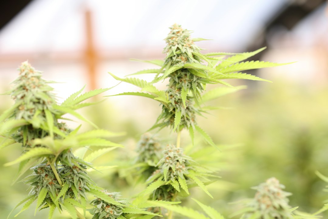 Fixing Intersex Traits in Landrace Sativa Backcrosses