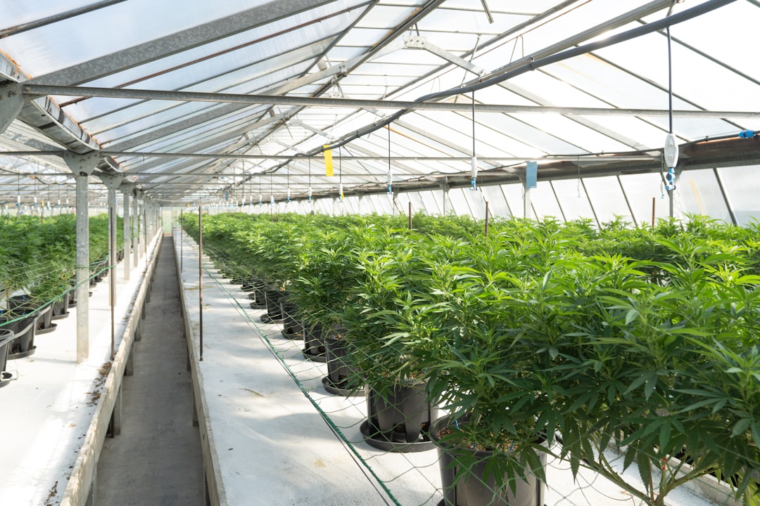 Stabilizing Durban Poison Past F3: A Breeder's Guide