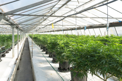 Stabilizing Durban Poison Past F3: A Breeder's Guide