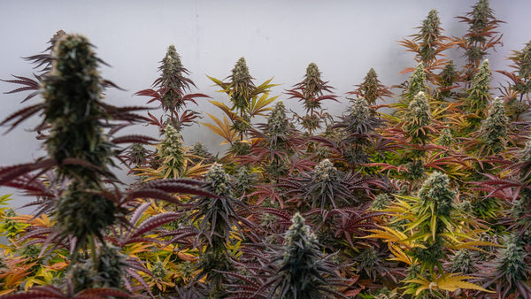 How to Cross Two Strains and Actually Get a Better Plant
