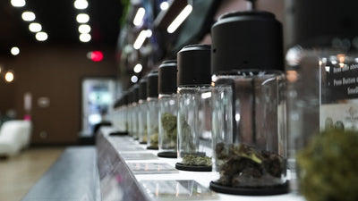 Curing Buds for Concentrate Extraction: A Grower's Guide