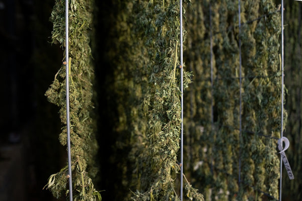 Humidity Control Tricks for Drying & Curing Rooms