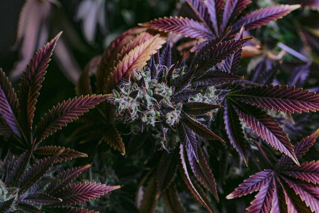 Dialing In LED Intensity for Max Resin: What the Science Says