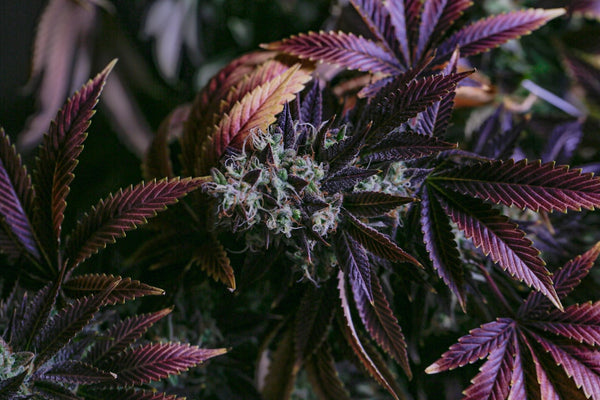 Dialing In LED Intensity for Max Resin: What the Science Says