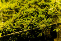 Fixing Uneven Canopy Growth in a 4x4 Grow Tent