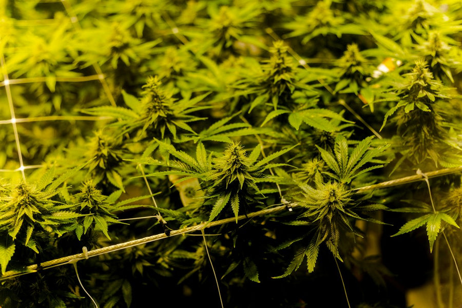Fixing Uneven Canopy Growth in a 4x4 Grow Tent