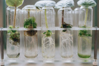 How to Take Cannabis Clones That Actually Root Reliably