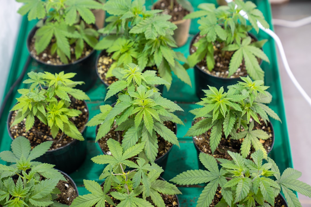Why Durban Poison Cuttings Root Slower Than Hybrid Clones