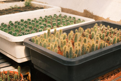 How Much Light Do Cannabis Clones Need to Root?