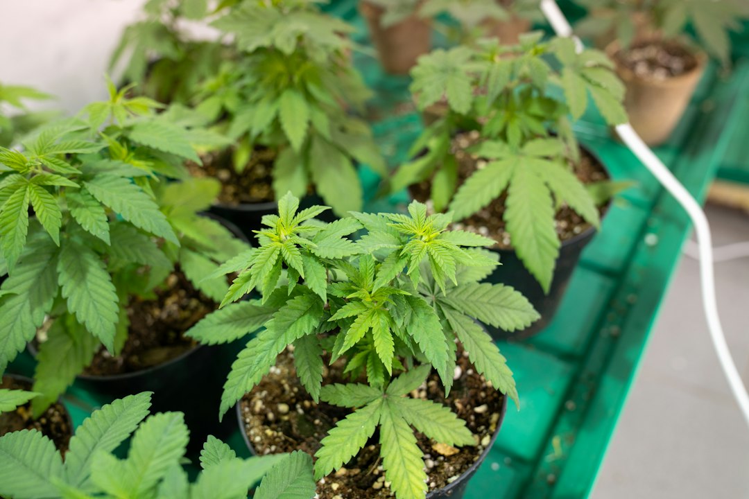 Grow Light Spectrum & Distance for Rooting Clones, Explained
