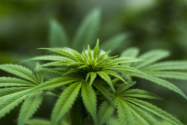Could Metrc Data Anchor a Cannabis Futures Contract?