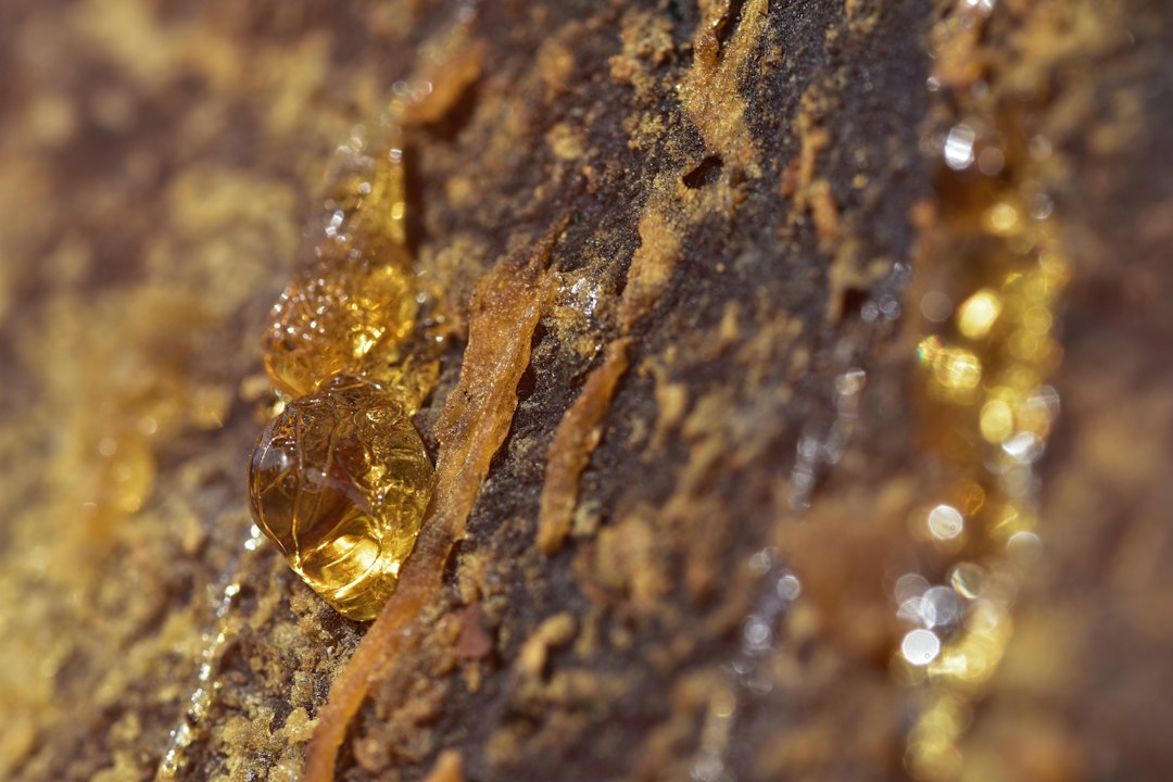 Fresh Frozen vs Cured Buds for Live Resin: Which Wins