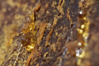 Fresh Frozen vs Cured Buds for Live Resin: Which Wins
