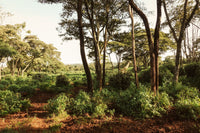 Kenya's Colonial Cannabis Laws Still Haunt Its Farmers