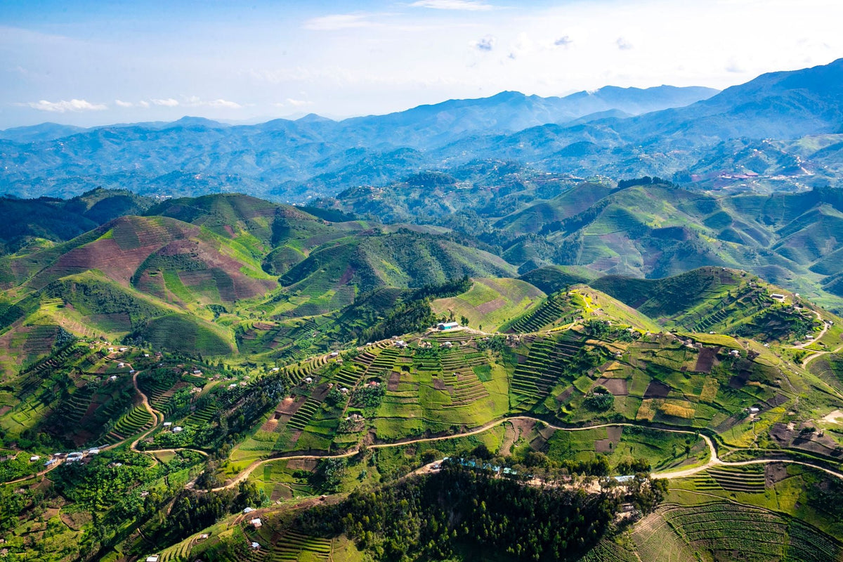 Rwanda's Cannabis Bet: Could It Become East Africa's GMP Export Hub?