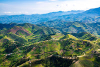 Rwanda's Cannabis Bet: Could It Become East Africa's GMP Export Hub?