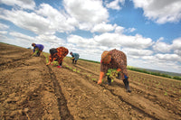 Study: Marijuana Legalization Boosts State Agriculture Jobs by 9%