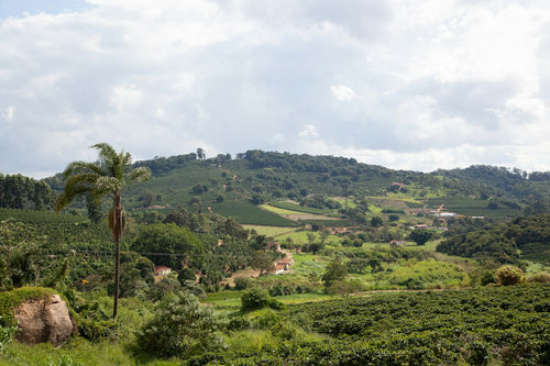 Could a Latin American Cannabis Trade Bloc Actually Form?