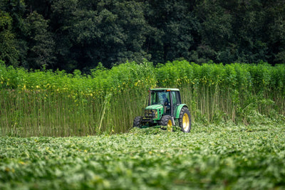 Mexico's Indigenous Cannabis Growers Caught in Legalization Limbo