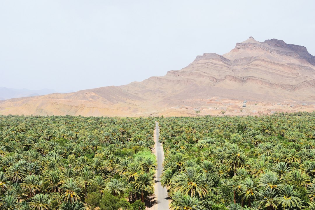 Inside Morocco's Legal Cannabis Program for Rif Farmers