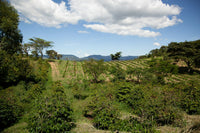 Paraguay's Trafficking Problem Is Overshadowing Its Cannabis Export Dream