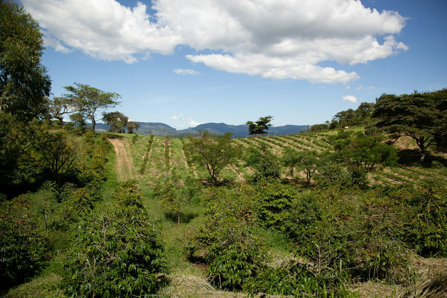 Paraguay's Trafficking Problem Is Overshadowing Its Cannabis Export Dream
