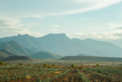 Climate Change Is Quietly Redrawing the Cannabis Map