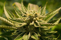 How Hops Gene Research Could Decide Which Cannabis Strains Win the Interstate Race