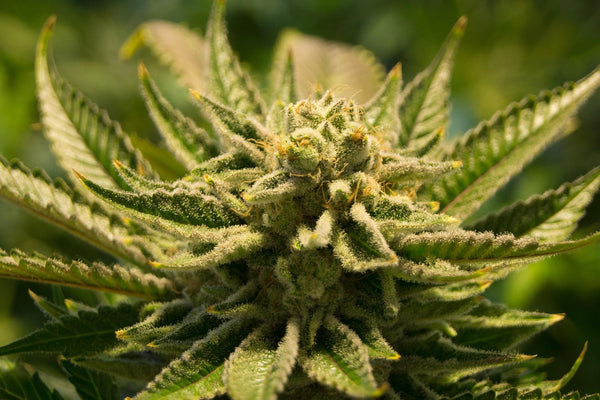 How Hops Gene Research Could Decide Which Cannabis Strains Win the Interstate Race