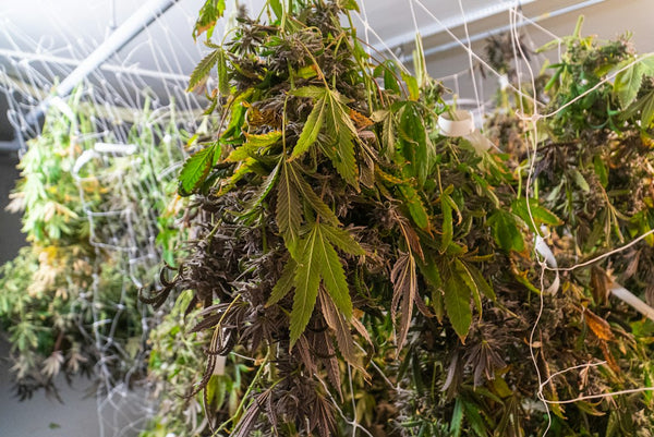 Why States Mandate Water Activity Testing for Cannabis Flower