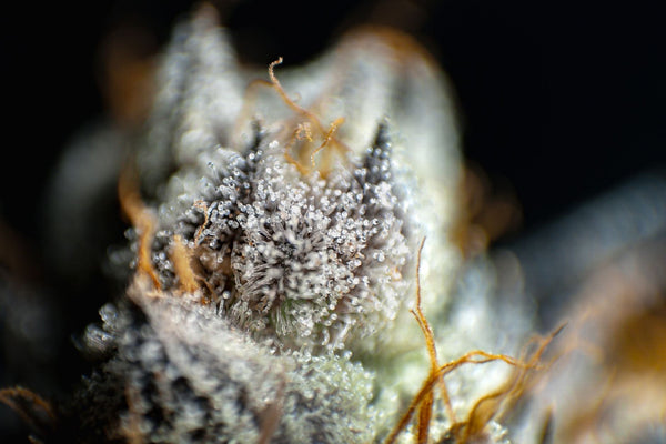 Why Flowering Stalled and How to Restart Bud Growth