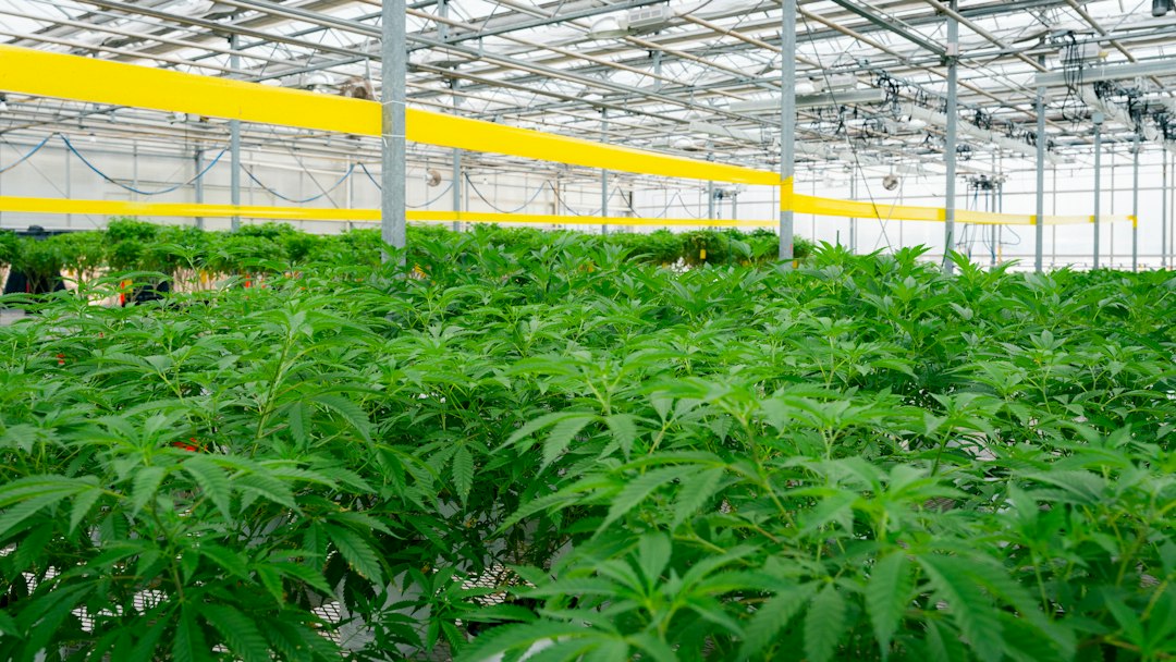 Jersey's Cannabis Paradox: Grown Local, Stuck at the Border