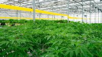 Jersey's Cannabis Paradox: Grown Local, Stuck at the Border
