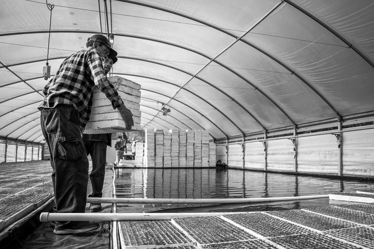 Colombia and Africa's New Cannabis Export Corridor to Germany