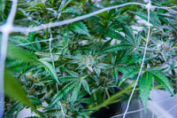 Understanding VPD Charts: The Science Behind Climate Control