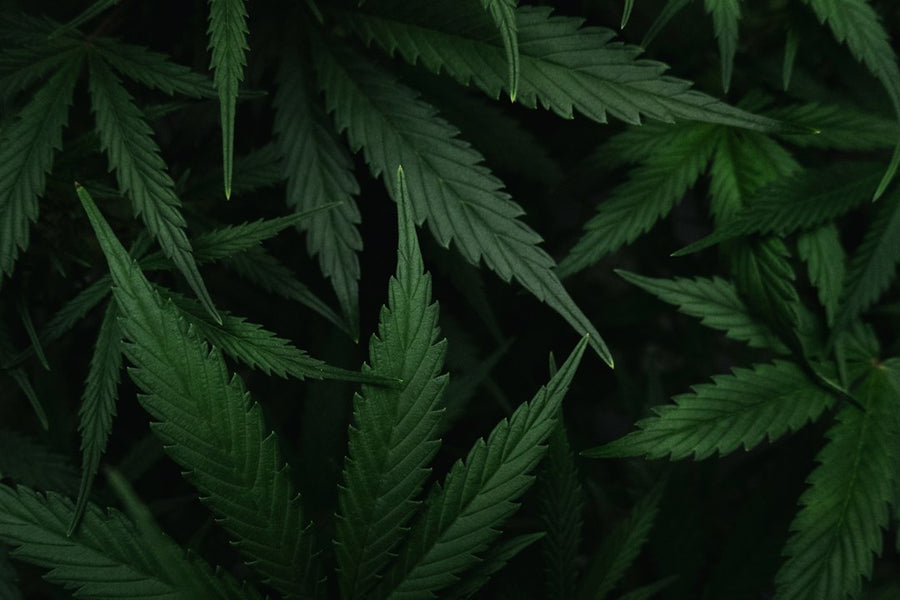 US vs. Europe: Two Very Different Cannabis Opinion Stories