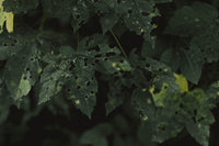 Pest ID Guide: Spider Mites, Thrips, Fungus Gnats, Aphids