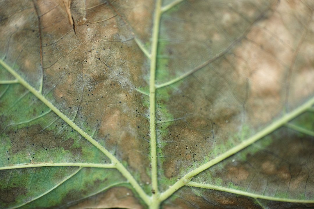 Powdery Mildew Carryover: How Michigan Cultivators Break the Cycle