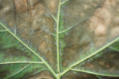 Powdery Mildew Carryover: How Michigan Cultivators Break the Cycle