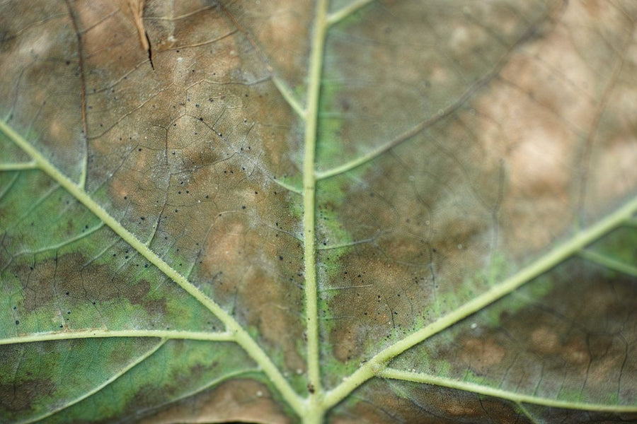 Powdery Mildew Carryover: How Michigan Cultivators Break the Cycle
