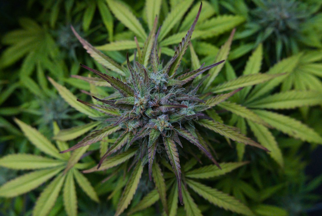Nutrient Burn or Light Stress? Fixing Tip Curl on Autos Under 1000W LEDs