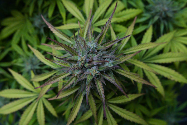 Nutrient Burn or Light Stress? Fixing Tip Curl on Autos Under 1000W LEDs