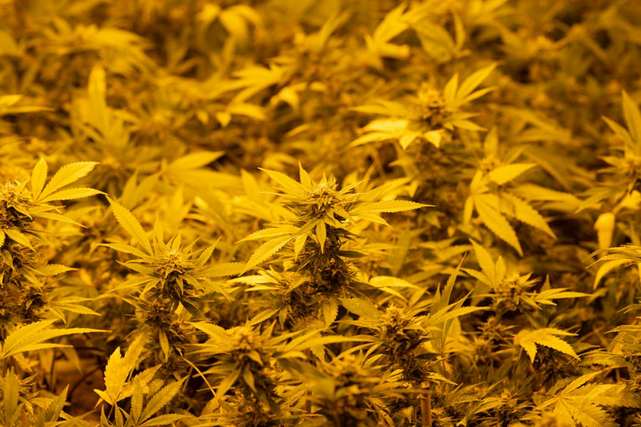 Diagnosing Cannabis Nutrient Deficiencies by Leaf Color