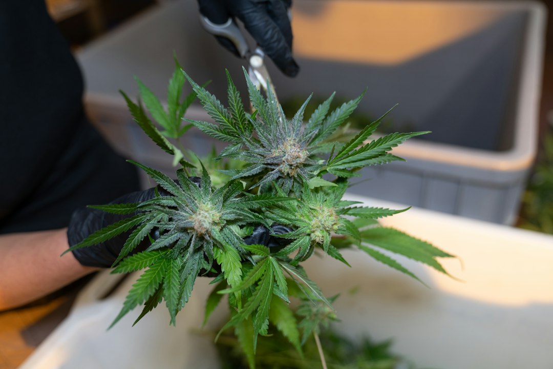 Mother Plant Management: Keys to Consistent, Healthy Clones