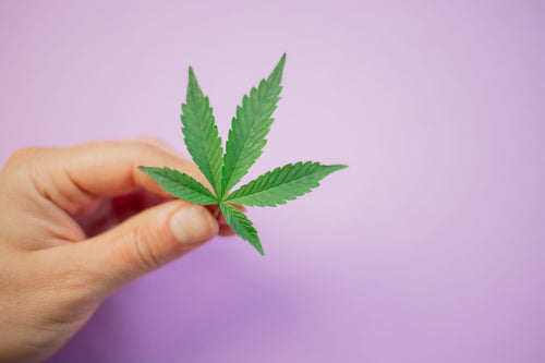Supercropping: The HST Technique for Bigger, Heavier Colas