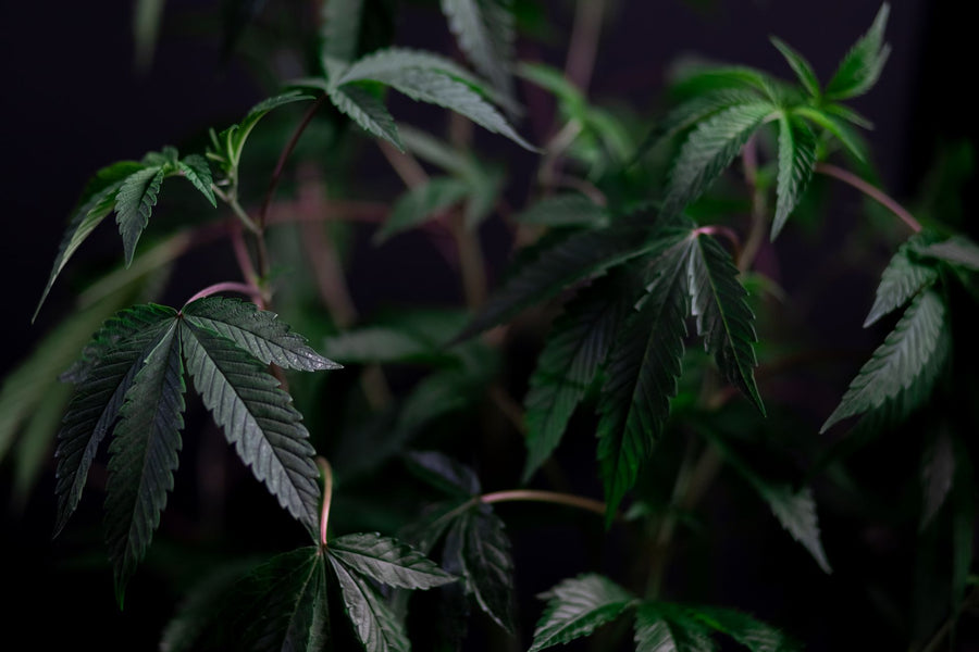PVP Backlog Could Slow the Cannabis Licensing Boom