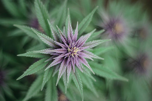 Australia's Patchwork Cannabis Laws, State by State
