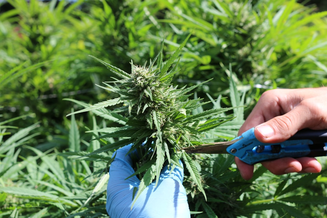 Commercial Defoliation Timing: A Stage-by-Stage Protocol