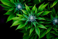 Luxembourg's Cannabis Law: Legal to Grow, Nowhere to Buy