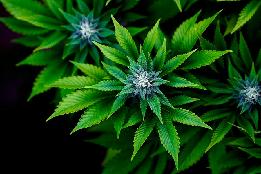 Luxembourg's Cannabis Law: Legal to Grow, Nowhere to Buy